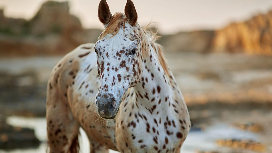 how much does an appaloosa horse cost